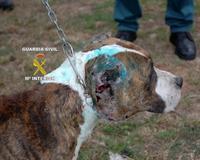 La Guardia Civil detiene a cuatro personas  en Logroño en una operación contra el maltrato de animales en peleas organizadas