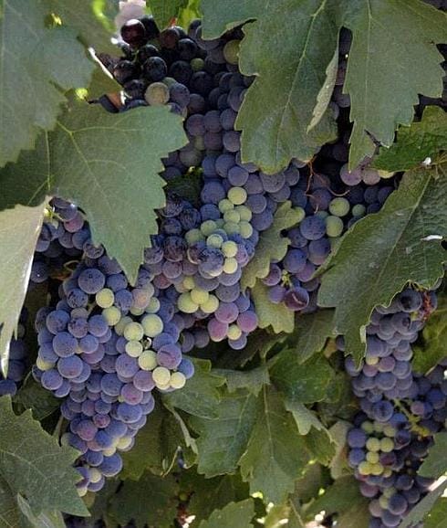 El resveratrol es un polifenol de origen vegetal presente en la superficie de la piel de la uva. 