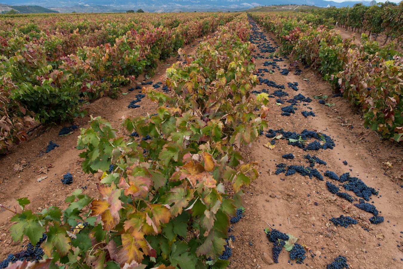 Millones de kilos de uva, al suelo