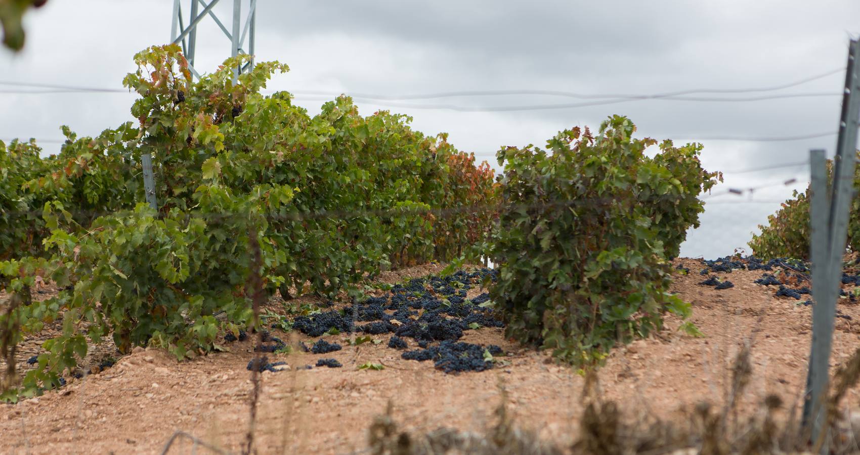 Millones de kilos de uva, al suelo